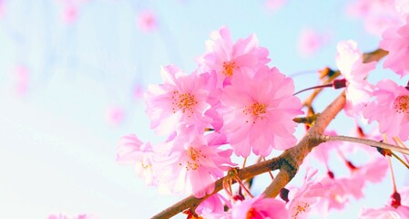 サクラと青空のフレーム、枝垂れ桜のクローズアップ、桜の花と青空