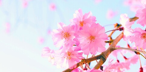 Fototapeta na wymiar サクラと青空のフレーム、枝垂れ桜のクローズアップ、桜の花と青空