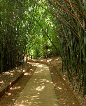 Concrete path with a left turn. There is bamboo on both sides of the track and it is a sunny day.