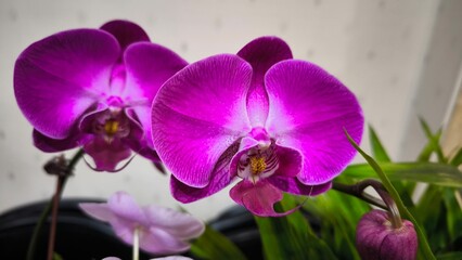 Fototapeta premium Beauty in Bloom: Close-up of Purple Phalaenopsis