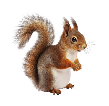 Squirrel on a white background. Cute 3D Red Squirrel PNG: Perfect for Autumn Art and Clipart Design Projects