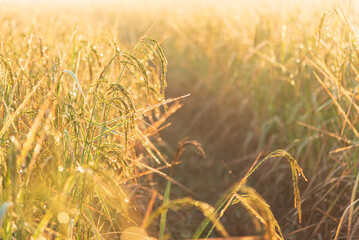 Selective focus rice field and dew on sun rise background in morning time.Water drop on the top of...