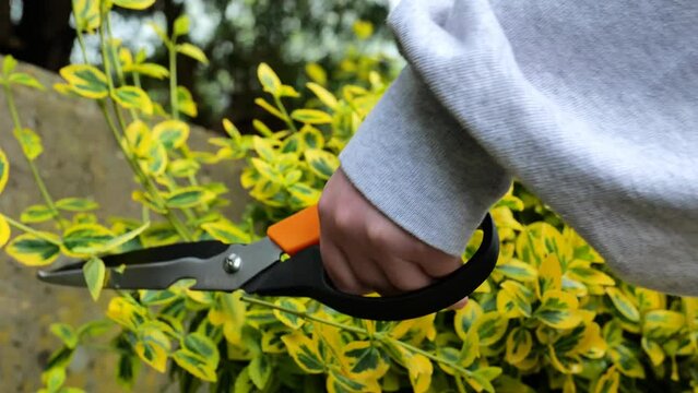 Euonymus Fortune. euonymus variegata with yellow variegated foliage.Hands trim euonymus branches with garden shears close-up.Topiary haircuts from euonymus bush. 4k footage