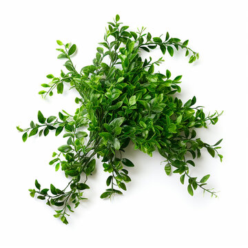 textura hojas verdes de arbol y zarza generado por ia con fondo blanco