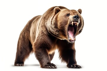 A large brown bear standing on all fours with its mouth wide open and teeth bared