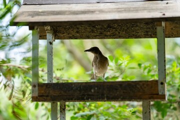 beautiful bird sits in tree house during a bright summer day