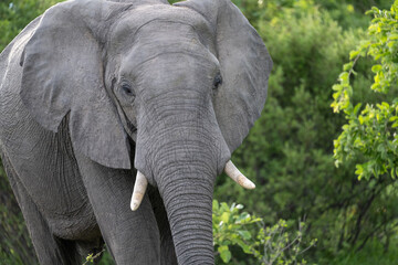 Elephant, Botswana