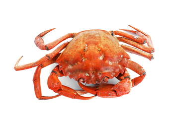 One delicious boiled crab isolated on white