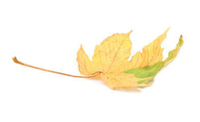 Autumn season. One maple leaf isolated on white