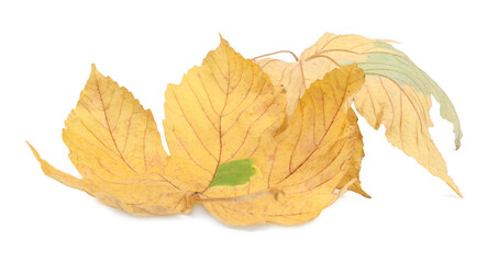 Autumn season. Dry maple leaves isolated on white