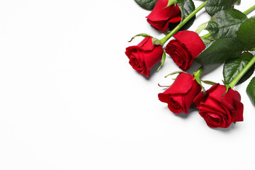 Beautiful red roses on white background, above view. Space for text