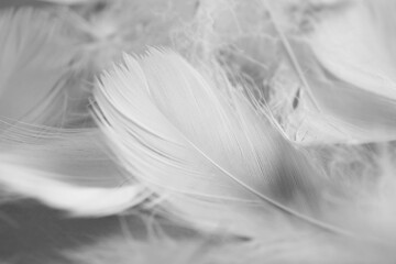 Many fluffy bird feathers as background, closeup