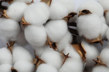 Fluffy cotton flowers on white background, closeup