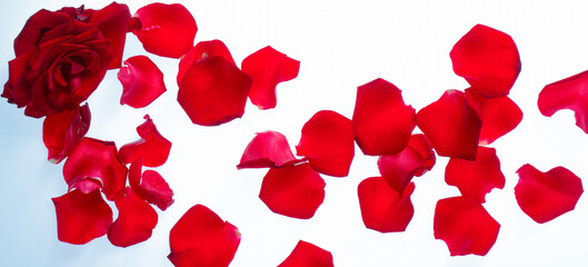 background with rose petals