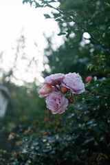 Garden Roses