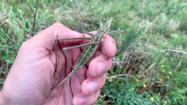 Rare Giant Saga Pedo Insect, Largest European Bug from the Orthoptera Family