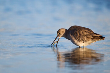 Willet, Tringa semipalmata, winter feeding in the South Padre Island, TX mudflats puddles during the morning sunrise.
