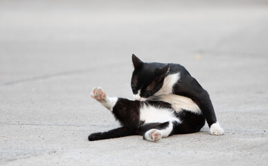 Black and white cat lying on the ground in the city street.