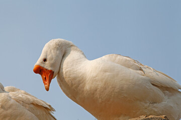 White goose