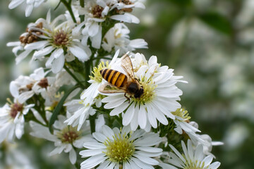 Bee on white flowers in the garden. Bee pollinates white flowers.