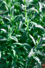 Green leaves of a plant in the garden. Natural background and texture.