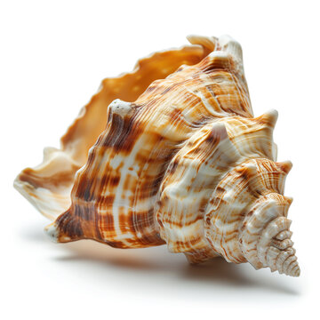 A seashell isolated on a white background 