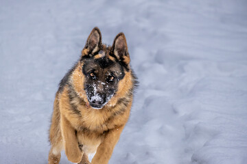 A shepherd dog runs through the snow on a winter day.