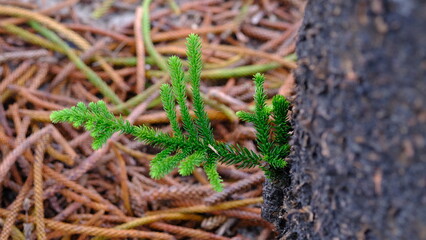 Norfolk Island pine or Araucaria heterophylla.