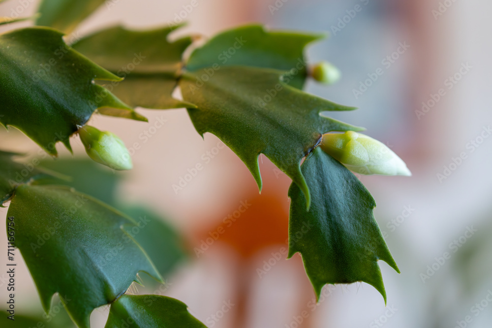 Canvas Prints macro abstract defocused view of delicate white flower blossoms in bloom on a schlumbergera truncata
