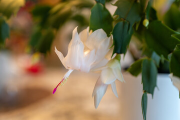 Macro abstract defocused view of delicate white flower blossoms in bloom on a schlumbergera truncata (Thanksgiving cactus) plant