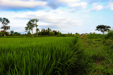 field and blue sky