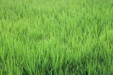 green rice field