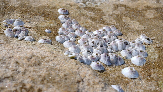 Barnacles on a rock at a beach.