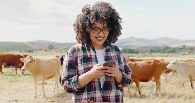 Phone, cattle or happy woman in field texting online for sustainability or agriculture in countryside. Female farmer, land tips or cow farming in small business for dairy, meat or food production