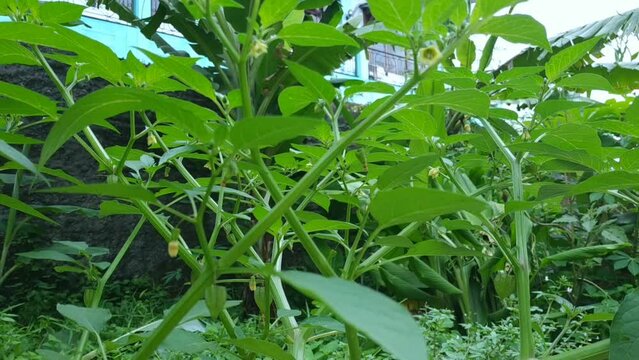 Physalis peruviana fruits (ceplukan, ciplukan, husk tomatoes, groundcherries, physalis peruviana, Inca berry, Cape gooseberry, poha berries, golden berries) plant video footage