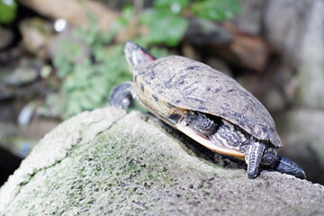 turtle on the rock in the forest, closeup of photo