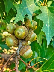 acorn on tree