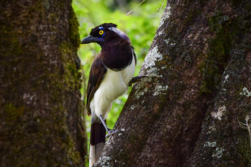 White-naped jay (Cyanocorax cyanopogon)