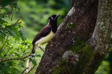 White-naped jay (Cyanocorax cyanopogon)