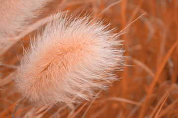 Peach Perfection: Embracing Elegance with Delicate Pampas Grass