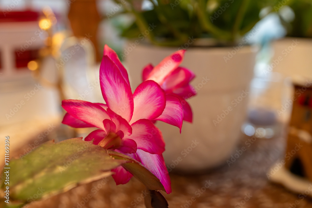 Wall mural macro abstract defocused view of deep pink flower blossoms in bloom on a schlumbergera truncata (tha