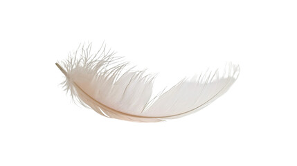 White Feather on White Background, Simple, Elegant Image of a Feather on a Minimalistic Background