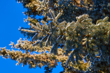 Winter Wonders: A Visual Symphony of Nature's Elegance in the Frosty Embrace