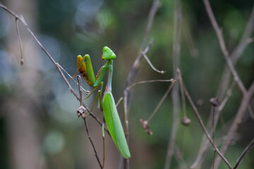 Praying Mantis in Natural Life's