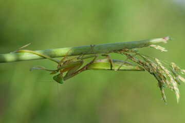 Praying Mantis in Natural Life's