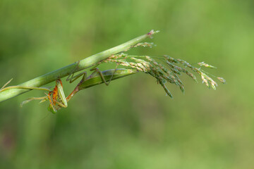 Praying Mantis in Natural Life's