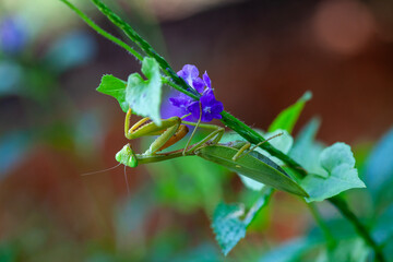 Praying Mantis in Natural Life's