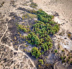 Drone view of an Oasis of Palm Trees growing along a natural spring in the desert