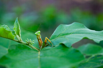 Praying Mantis in Natural Life's