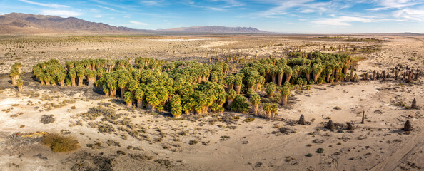 Oasis of Palm Trees growing along a natural spring in the desert © The Desert Photo